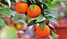 Narancs gyümölcs