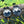 Load image into Gallery viewer, Dario Faggio Fa Karóra