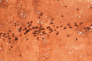 6 természetes illóolaj hangyák ellen