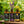 Load image into Gallery viewer, Levendulaolaj (Lavandula angustifolia)
