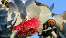 Eukaliptusz fa